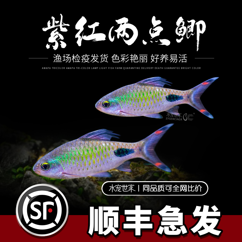 紫红两点鲫热带活体观赏鱼钻石彩虹鲫黑影道人温顺淡水草缸小型鱼