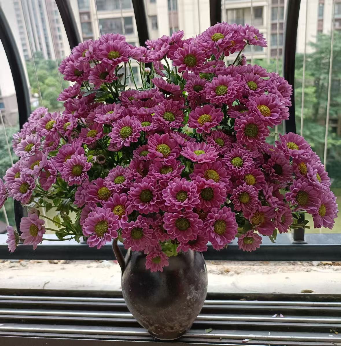 【李先生】（水蜜桃小菊）室内外观赏盆栽带花苞发货