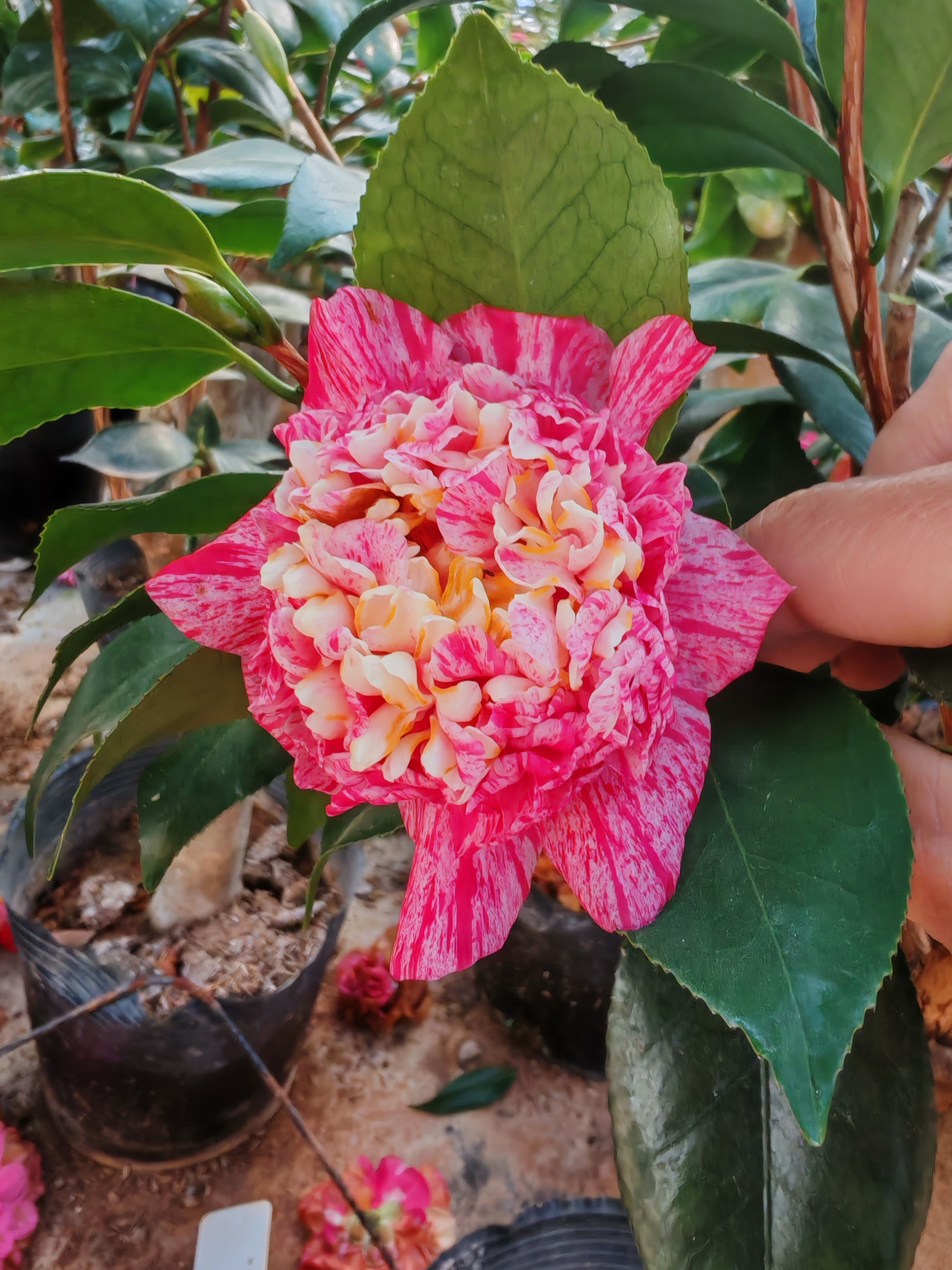 糖果屋   国产版     原生小苗