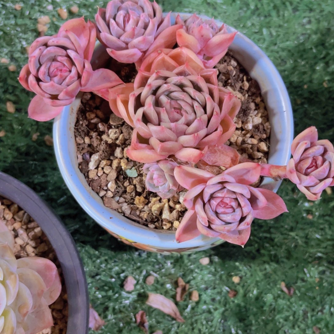 香槟杂30243多肉植物