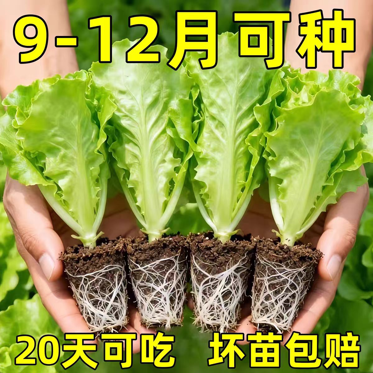 生菜苗秧苗带土意大利大速生奶油阳台庭院水培盆栽盆栽种子蔬菜