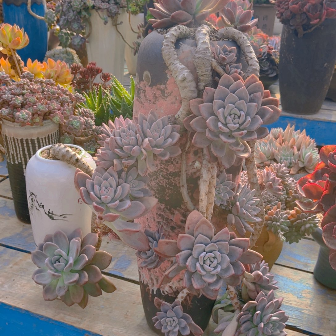 教***兽多肉植物组合盆栽植物