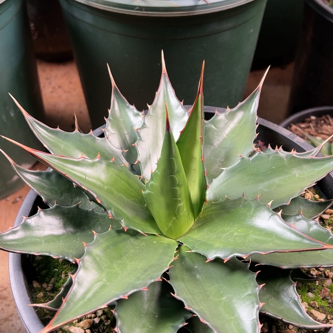 霸***舞多肉植物绿荷龙舌兰