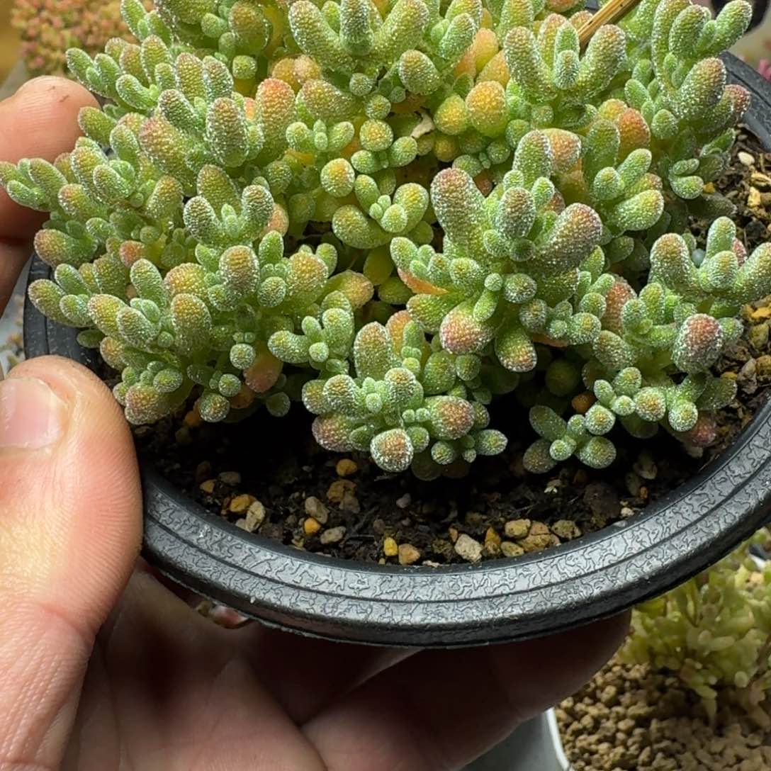 冰晶 多肉植物枝干番杏