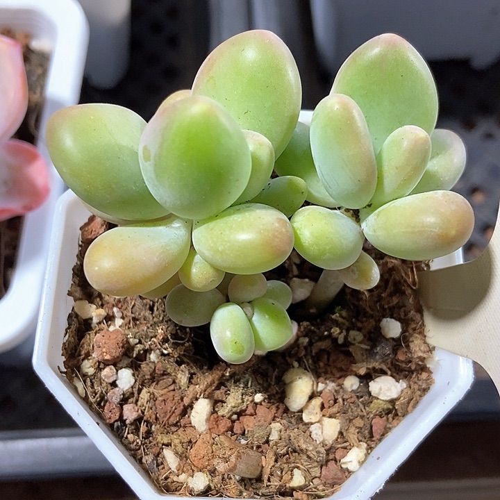 多肉植物芒果奶1775