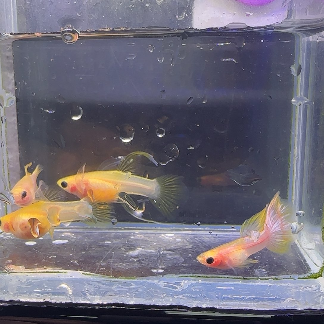 黑玛丽鱼幻彩普C。53号