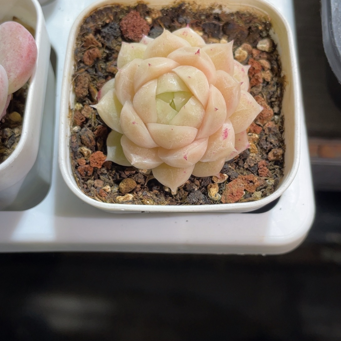 噗***奈Z2502奶油石麦专拍