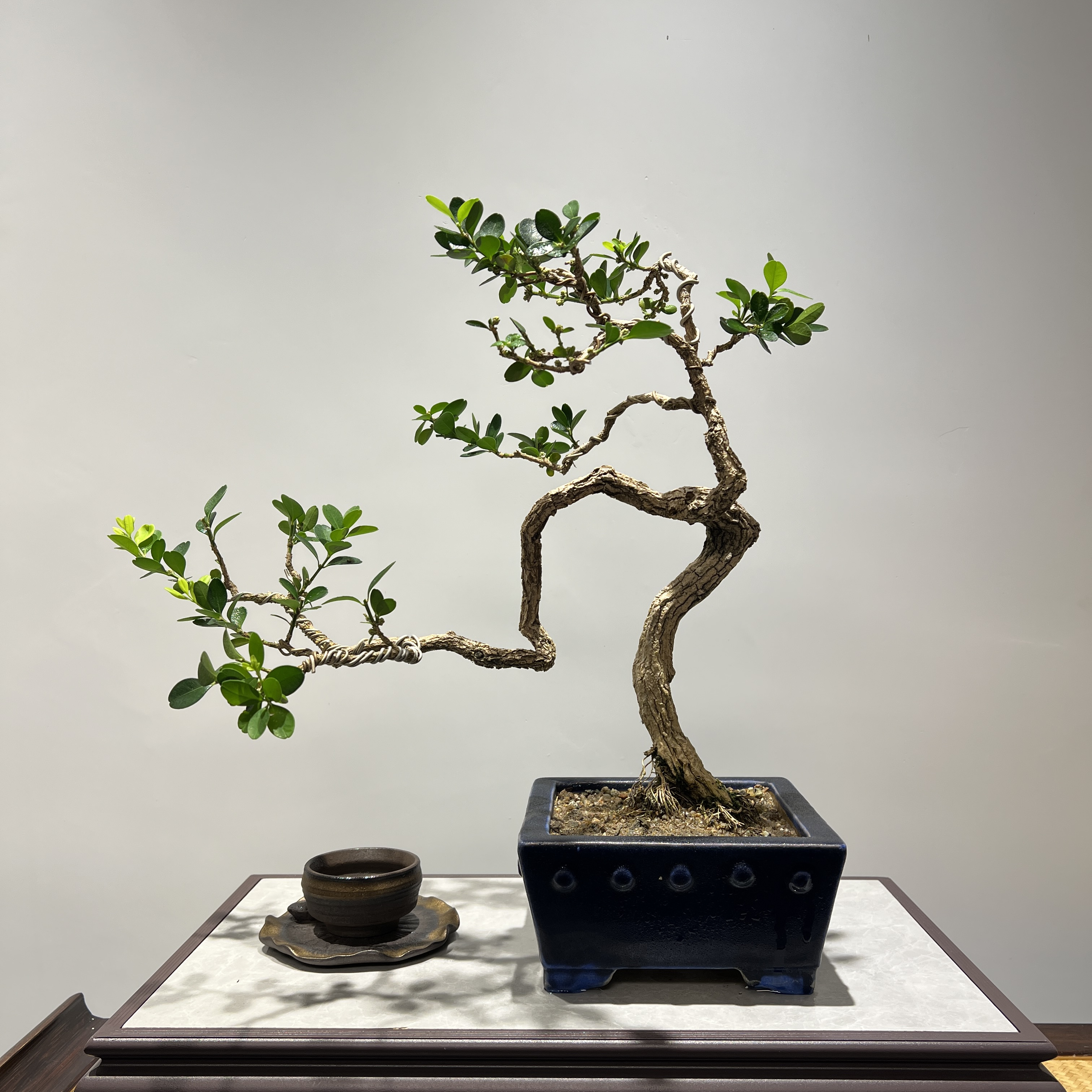 海岛黄杨 - 斜飘怪桩意境精品盆景