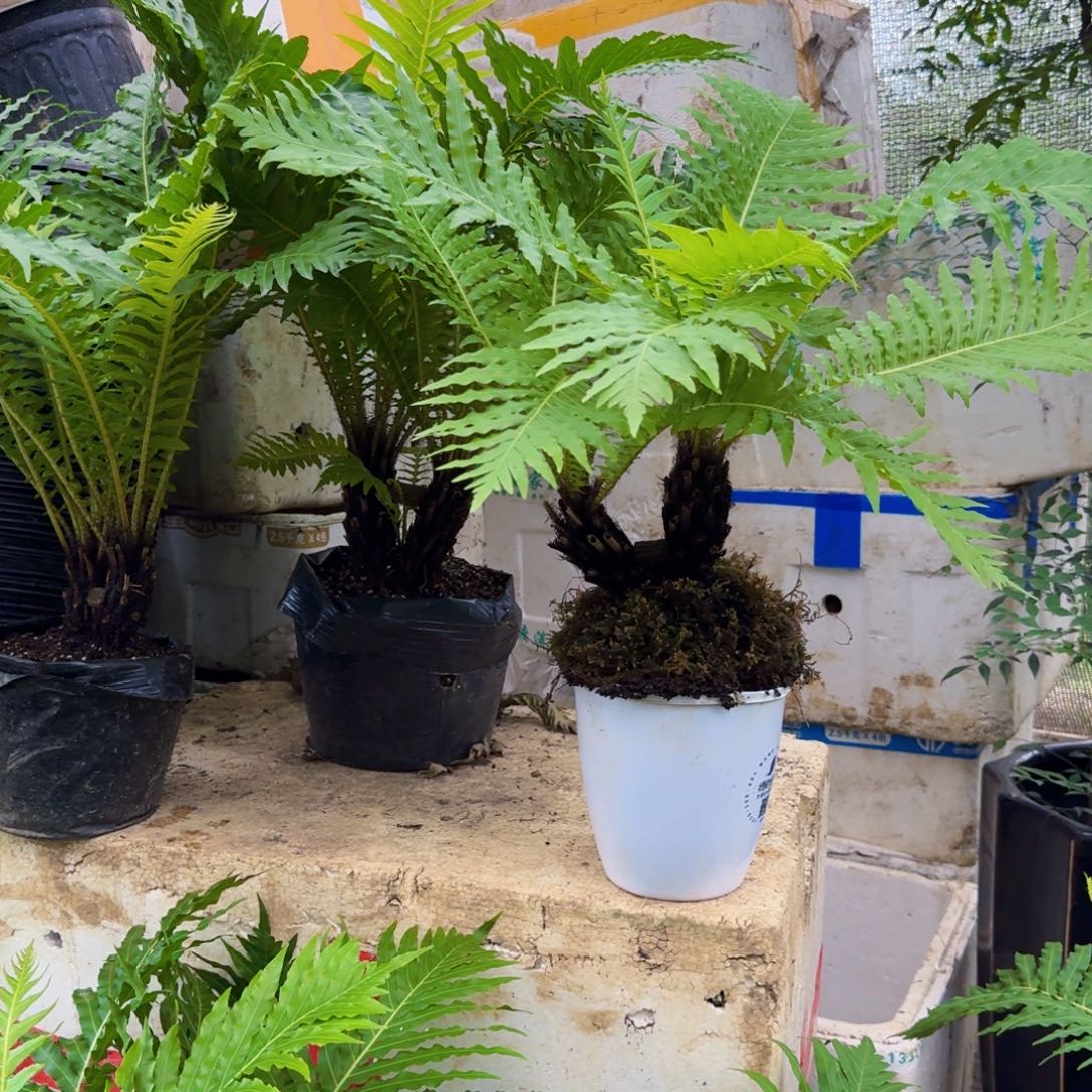 (***す不开花植物双头富贵蕨，分开成两株