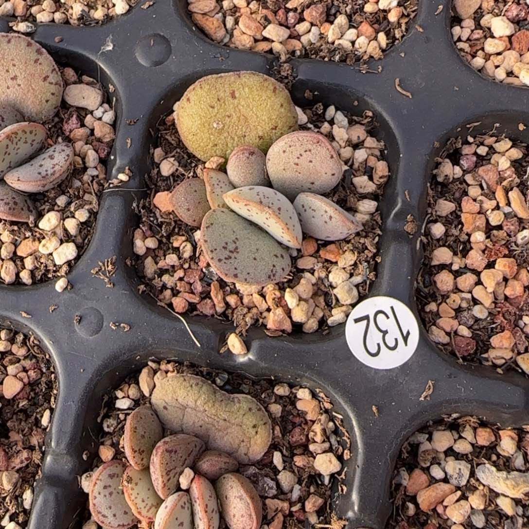 李*比粉蛋水泡多肉植物132