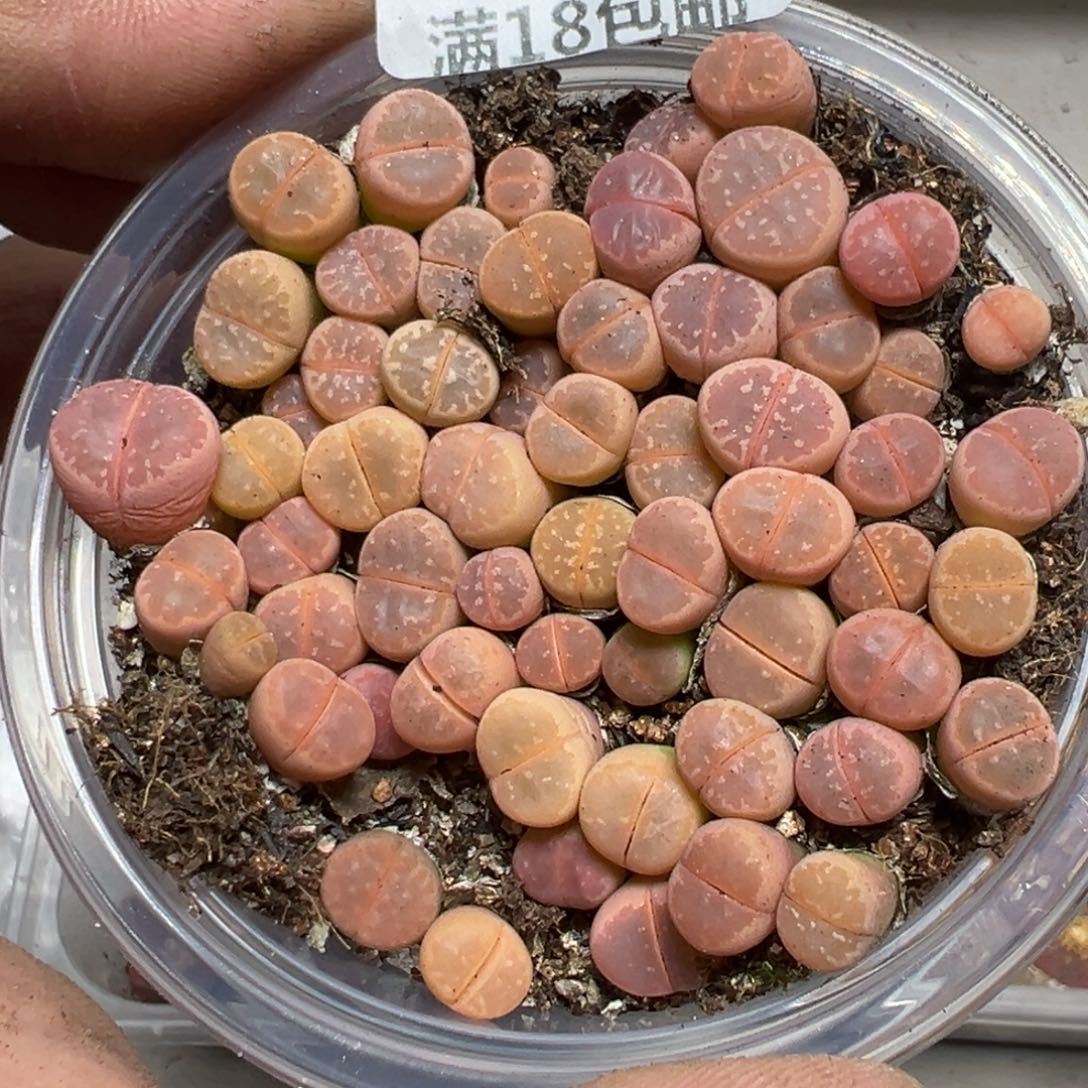 【闪购商品】 1104。    