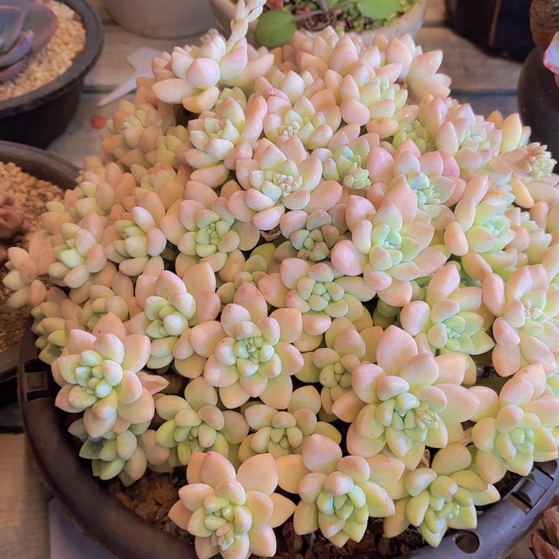 闹***闹多肉植物保护研究所