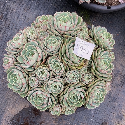 好**宋笨吧带11063