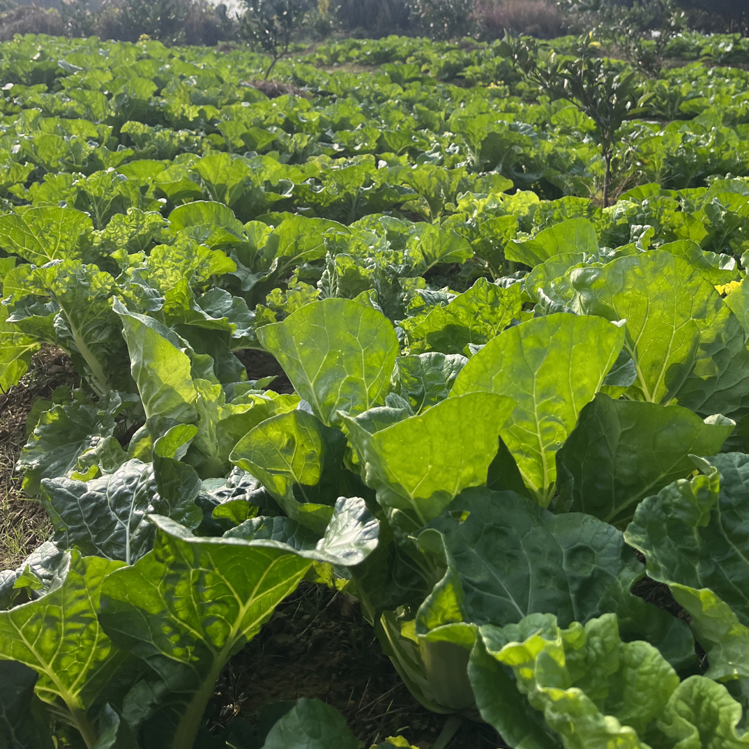 湖南邵阳洞口露天农家白菜苔，新鲜脆嫩菜园现采现发