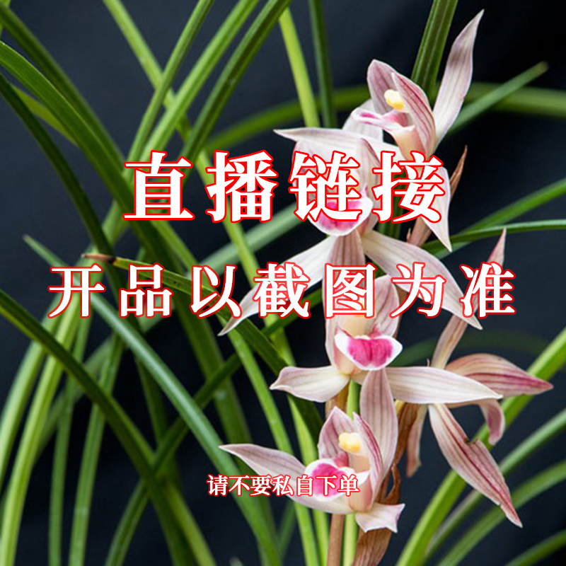 川兰  四十米 兰花直播补差专用链接（乱拍不发货）