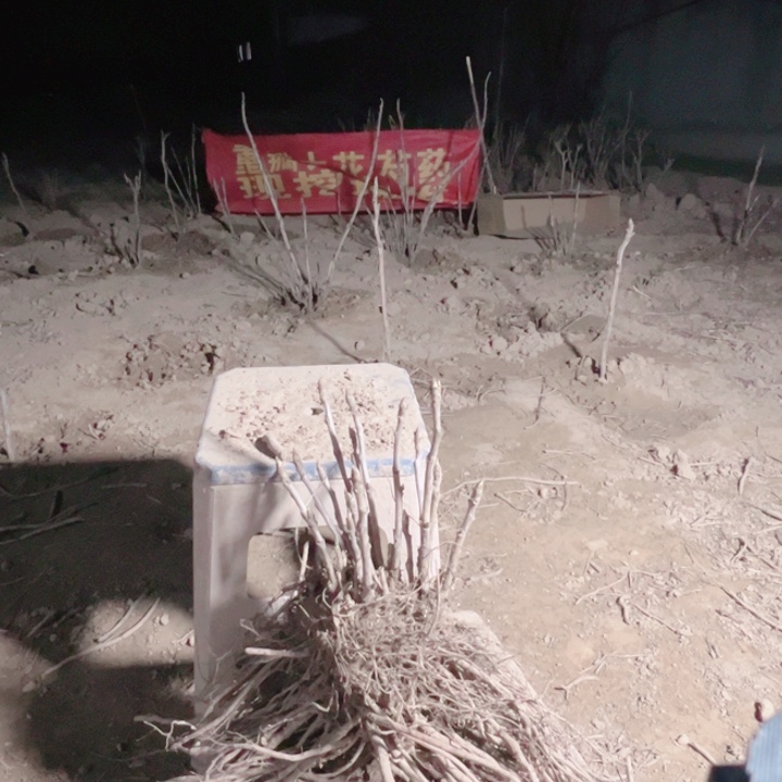 当前无花栽培后可以开花魏紫