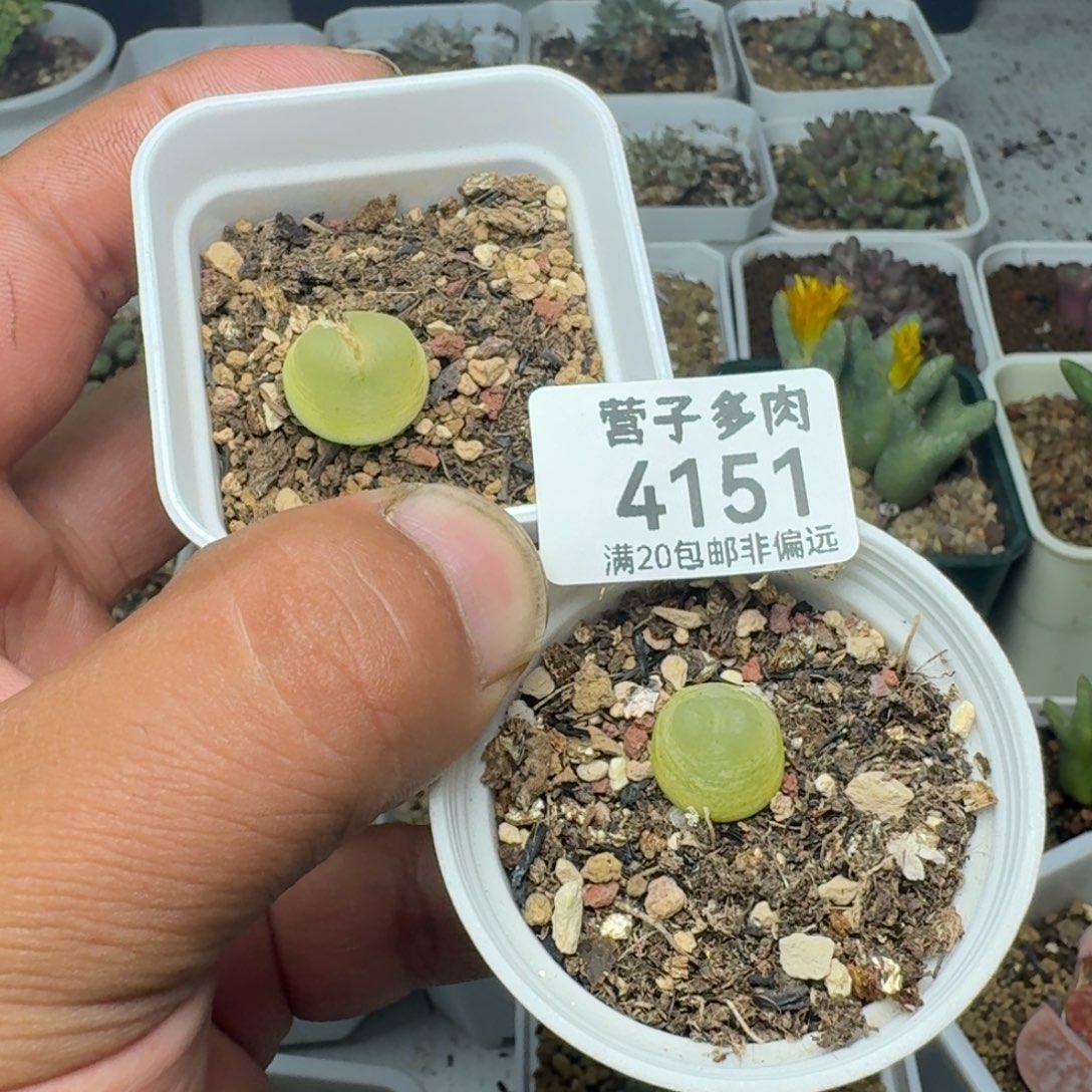 *****拉登两颗带盆土。        