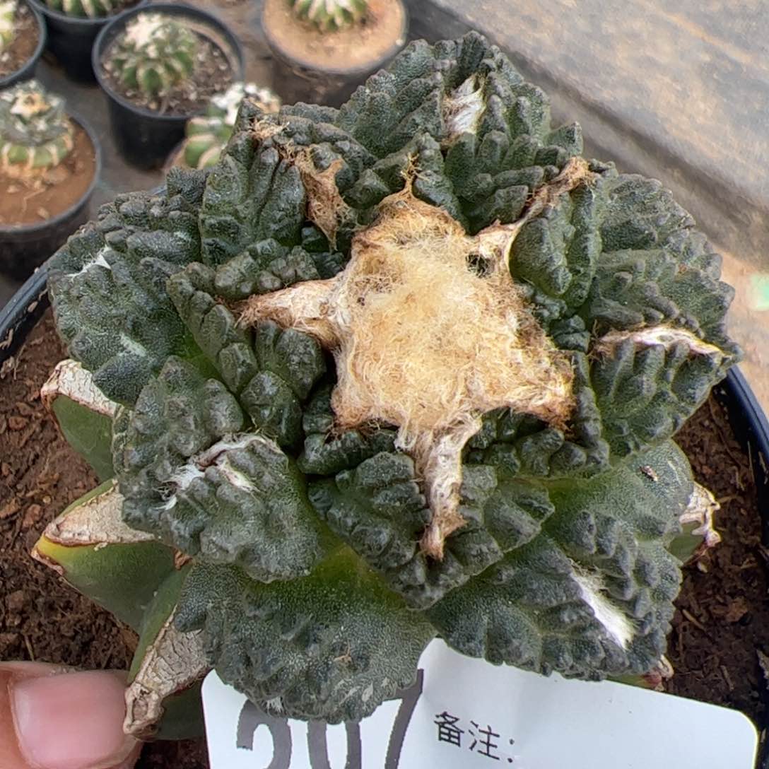 哥斯拉牡丹仙人球397