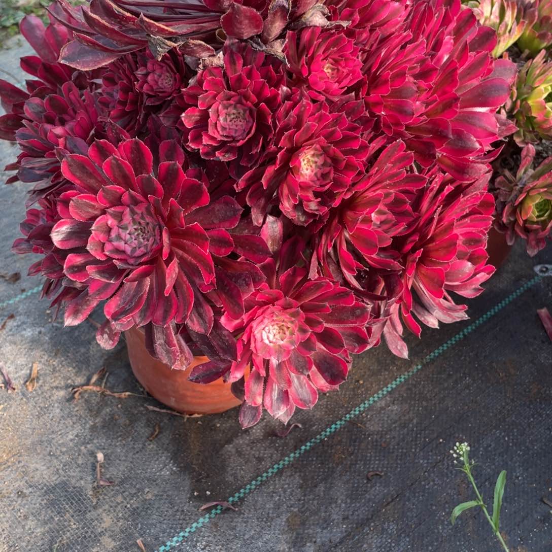 1000000000000000000061