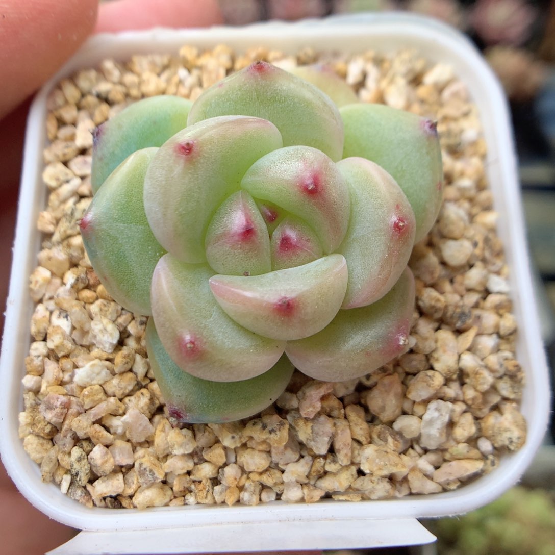 G148灯泡珍妮优选