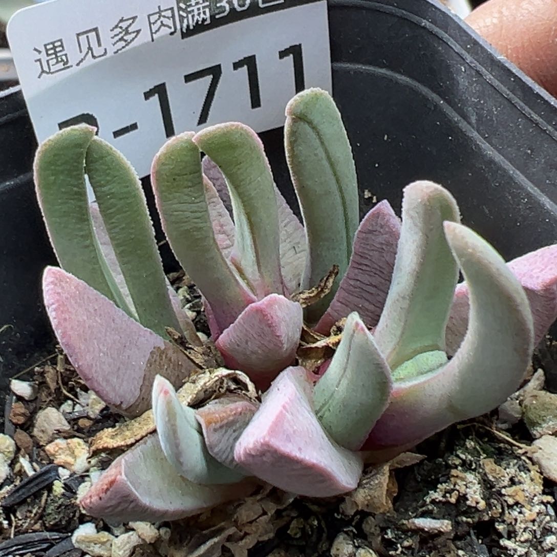 多肉植物11111111111111111