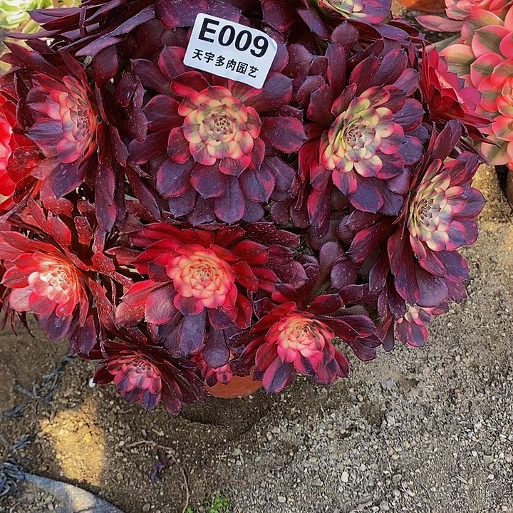 土**奶多肉烟花009多肉