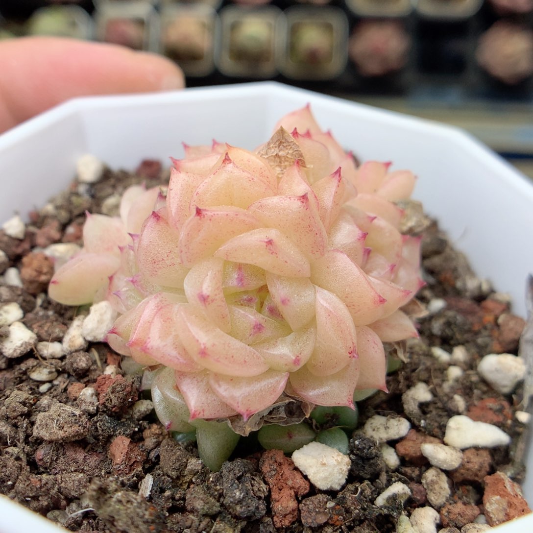 G95 ，20包邮两天凑单