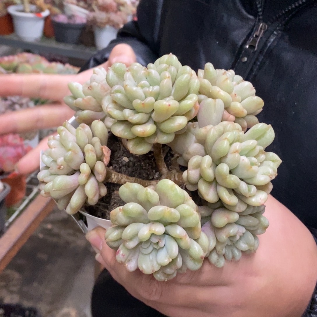 比尔盖茨七头起发老桩