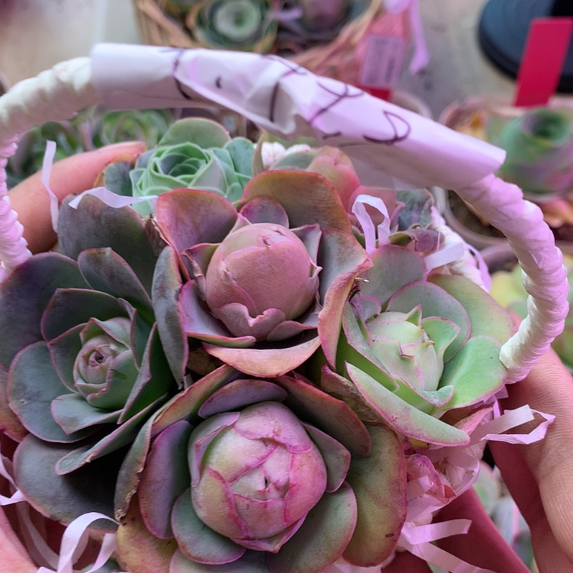 【闪购商品】篮子6颗117