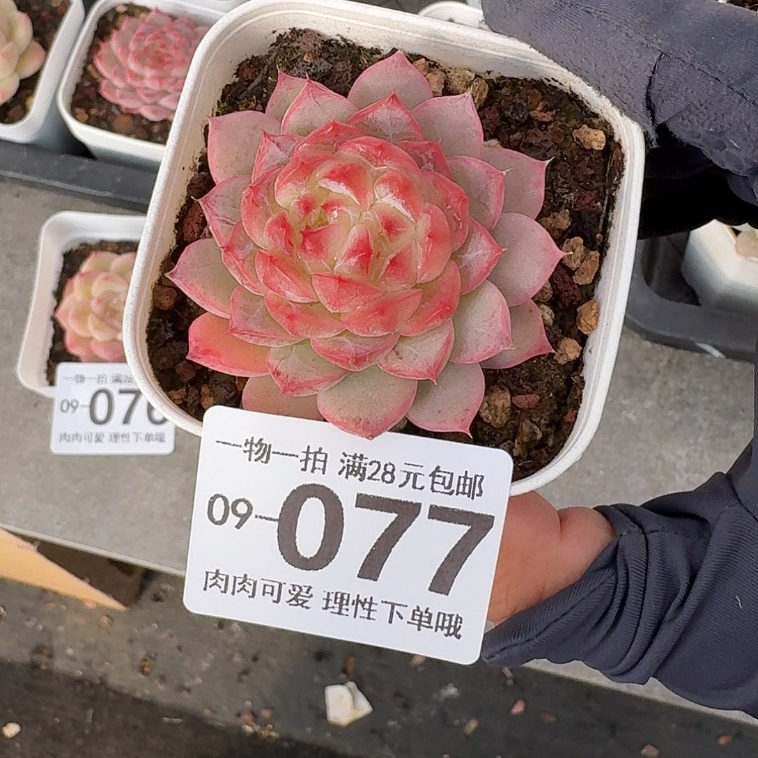 优选珍妮无盆土发货无