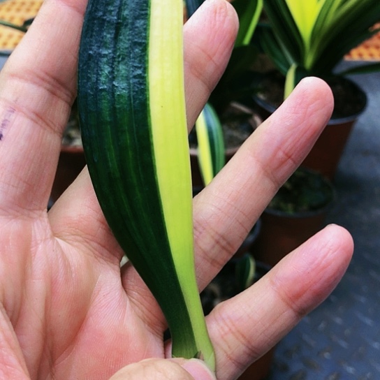 【闪购商品】完全开放