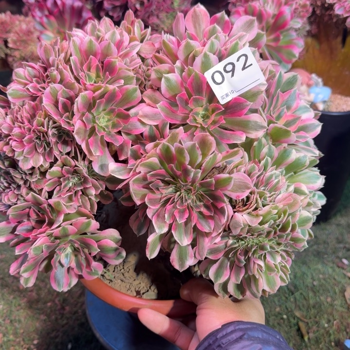 糖果女巫的时间缀化有修092