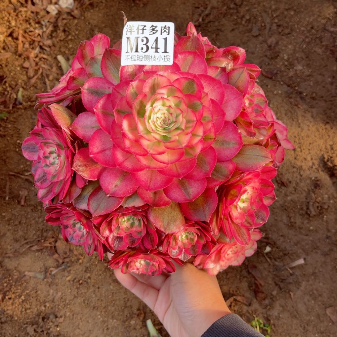 341荔枝 修枝特价 冠幅20左右