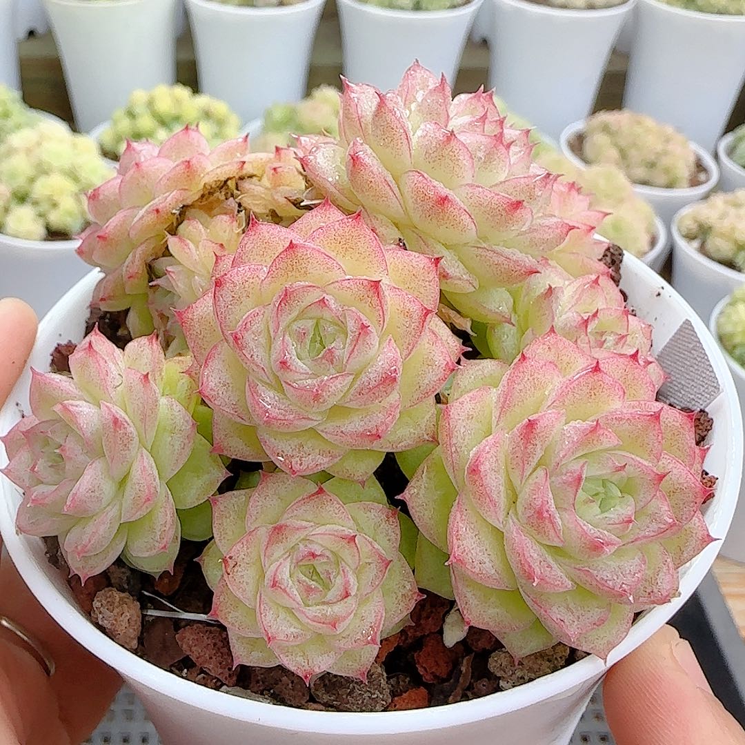 1109-78（ht-70）优选