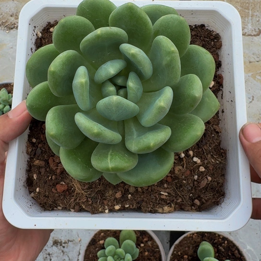 奶龙 单头 一物一拍
