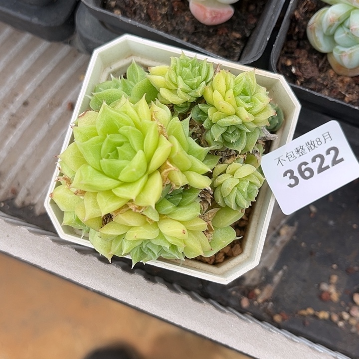 阿雅园艺。      3622