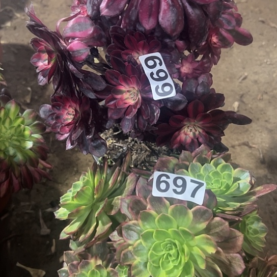 池**花多肉植物两个