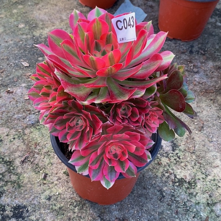 女巫多肉植物043