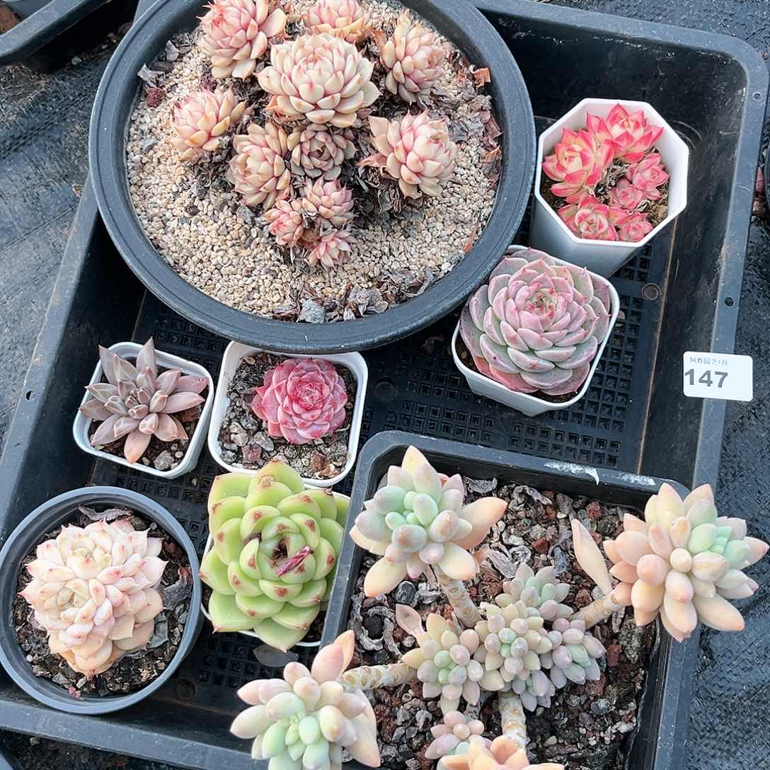 阿雅园艺。        不售后脱土发货147