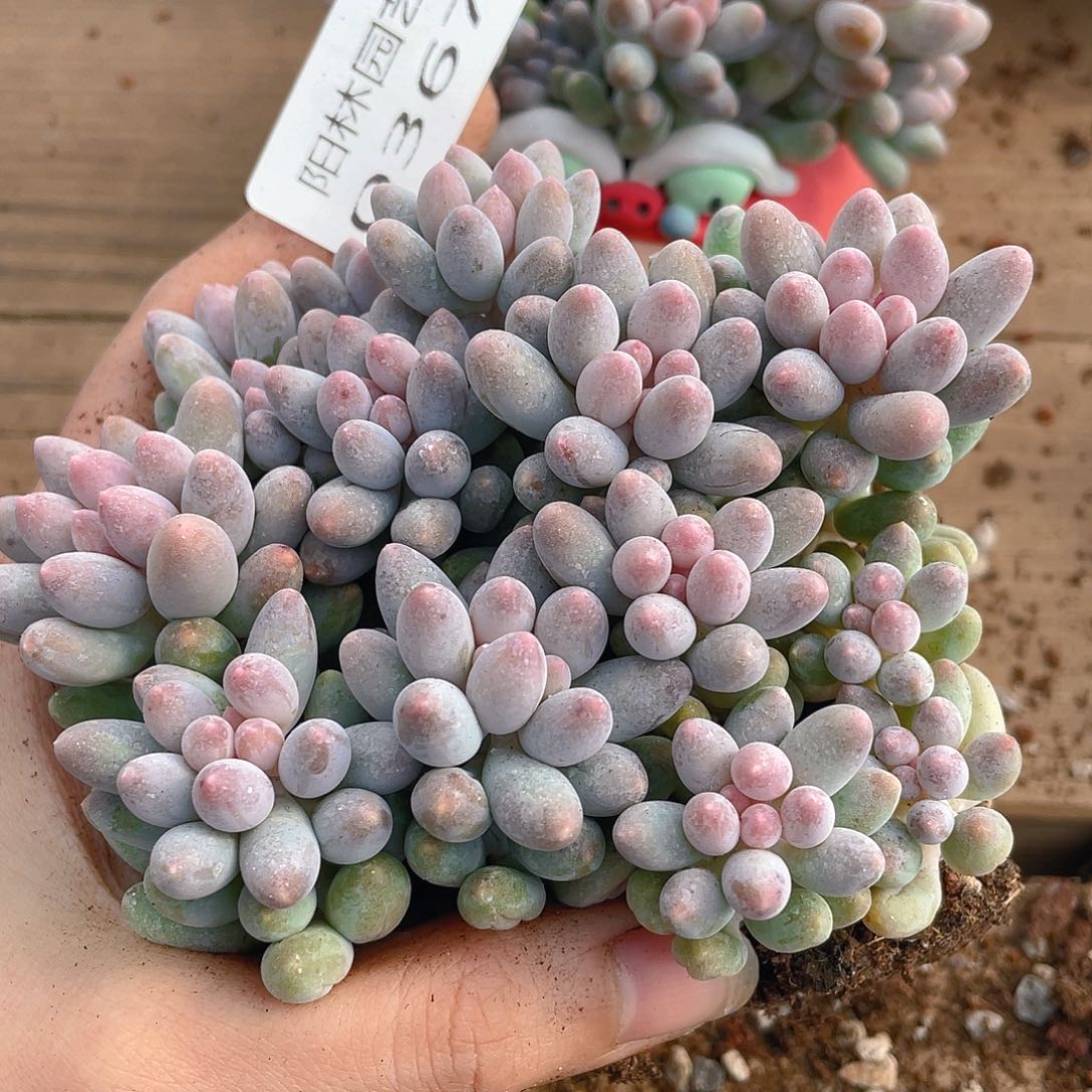 多肉植物多肉植物367