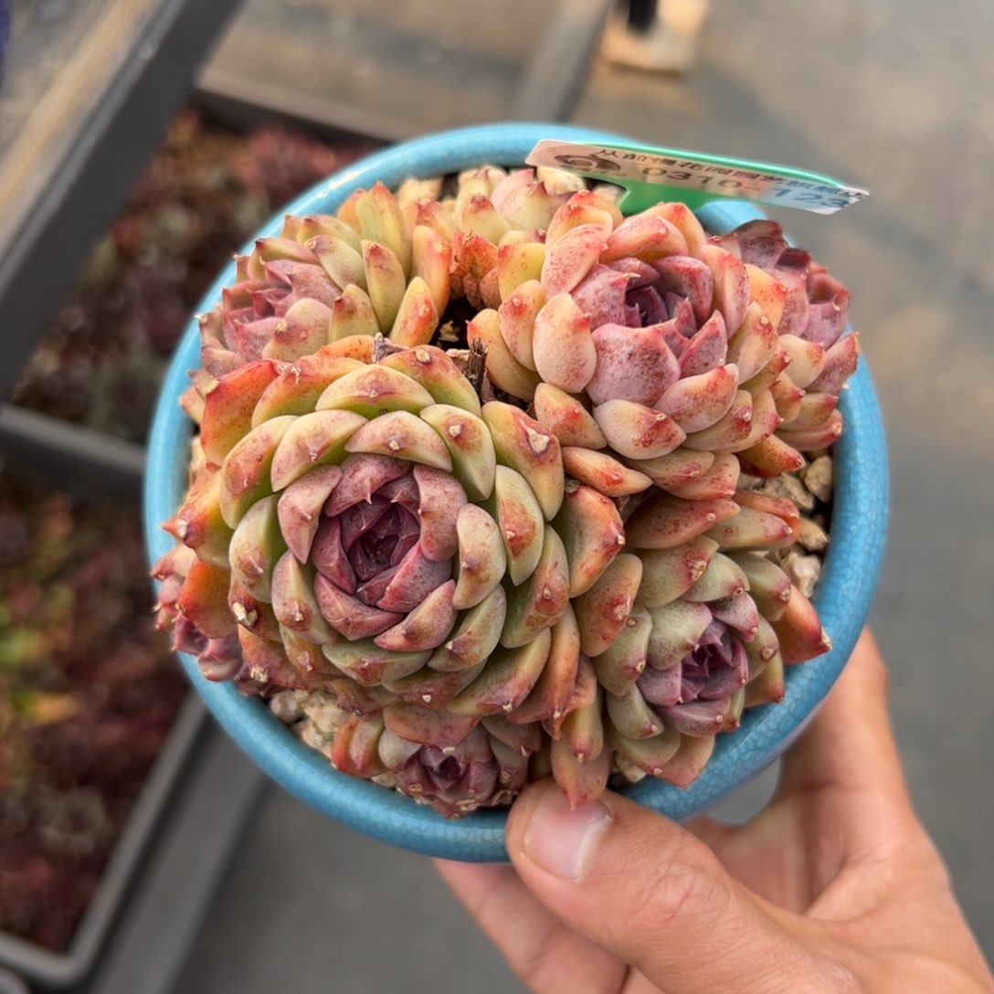 多肉一物一拍0310-123