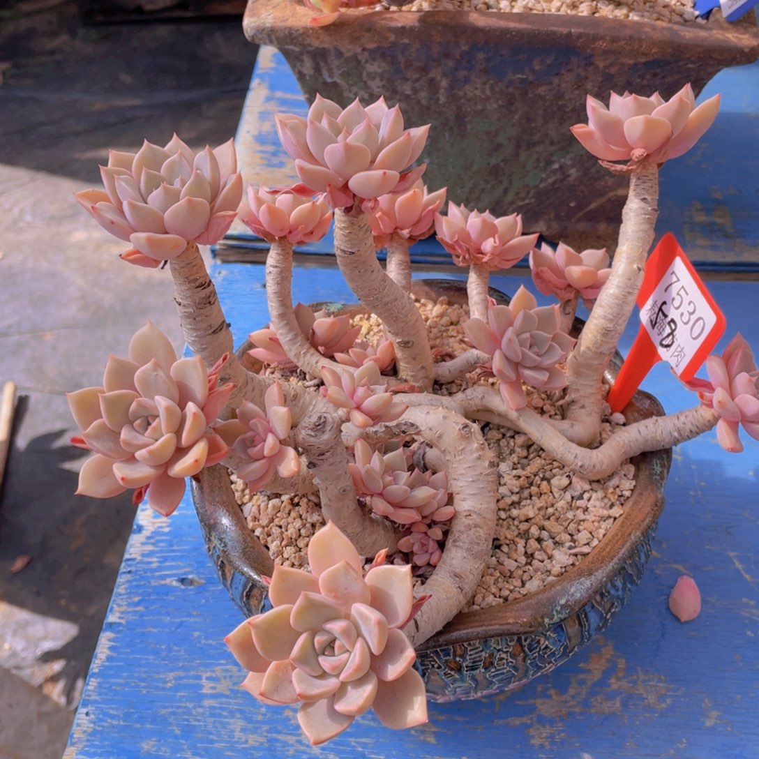 红粉佳人7530多肉植物