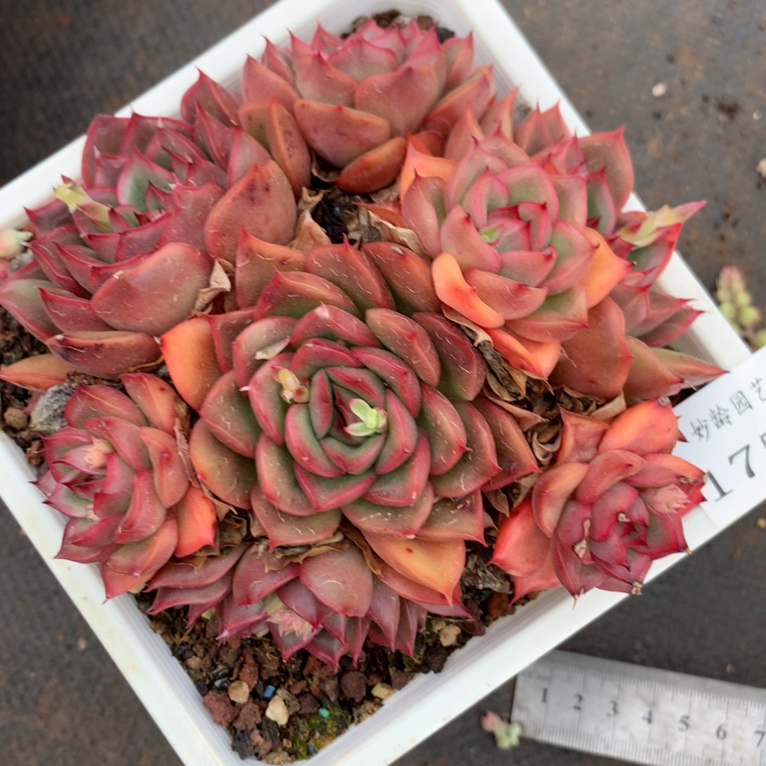 1759杂交精品基地12厘米