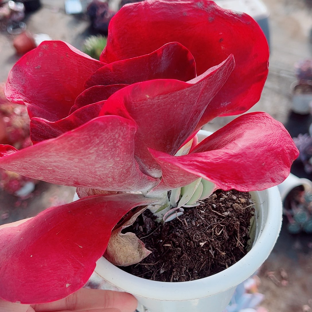 唐印锦大单头精品特价