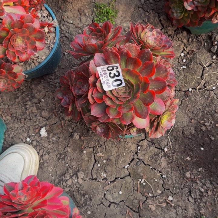 火狐花27-23包邮花花