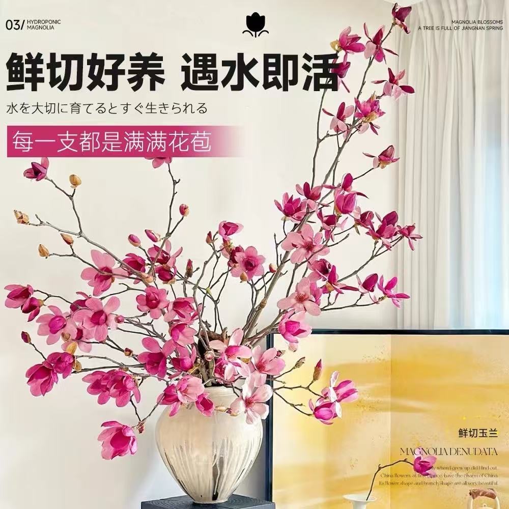 玉兰花鲜切枝花 水培带花苞 室内好养耐寒花期长