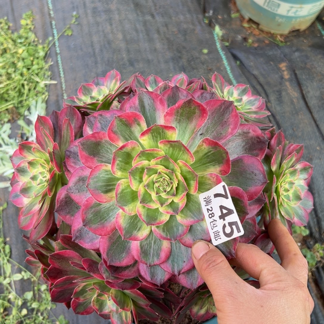 多肉植物745赤子心