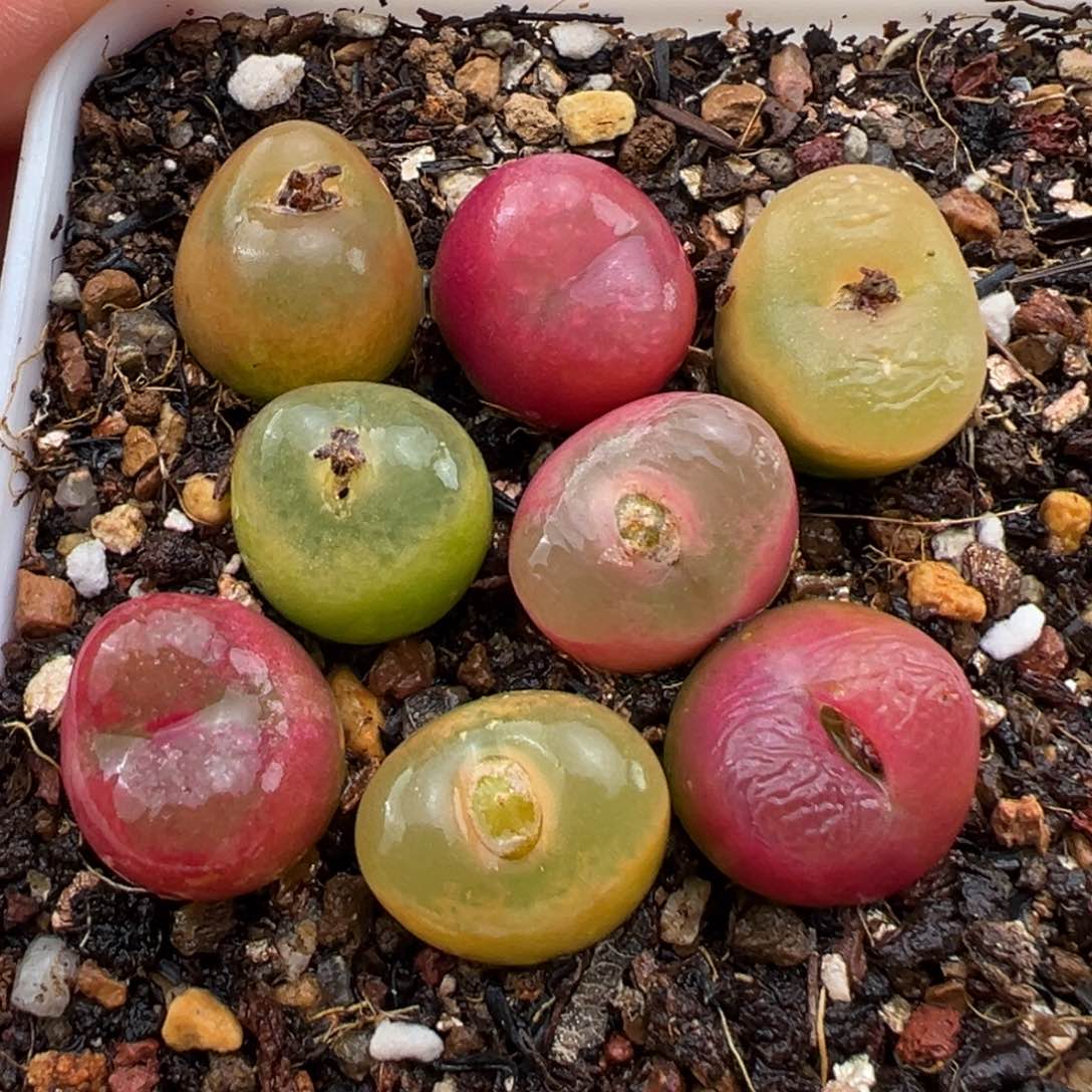 1.13好看的多肉741