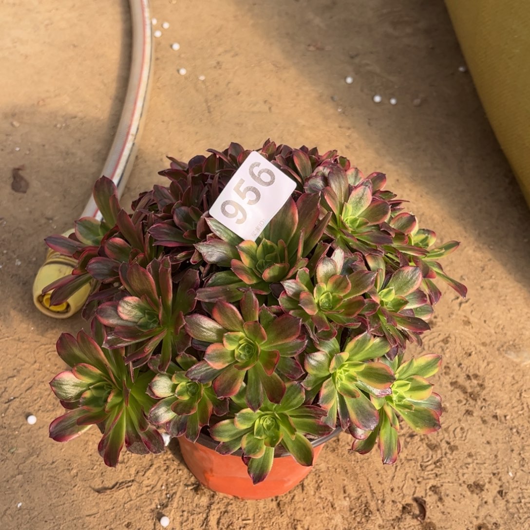 安娜956不包断枝的