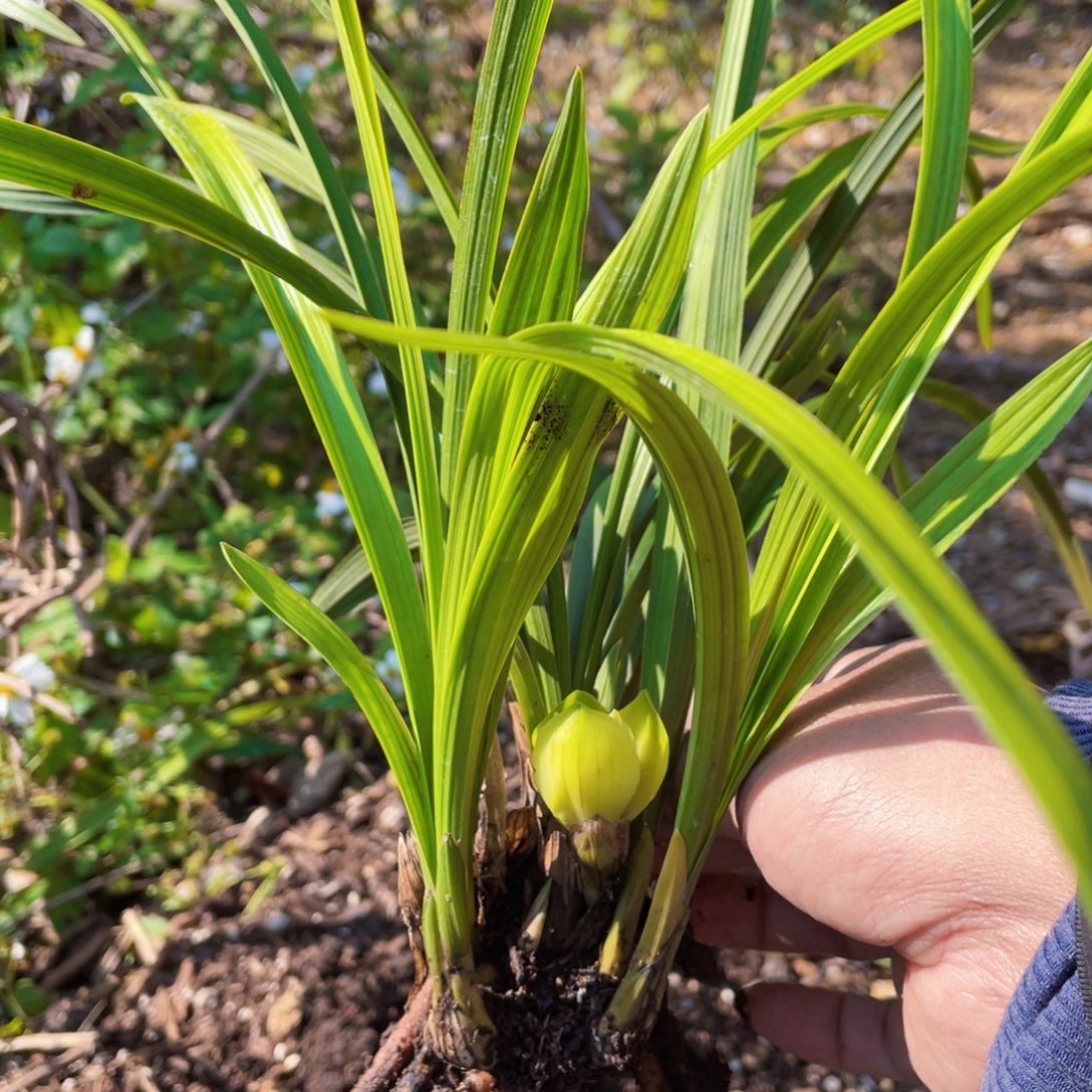 全部花苞兰花新品新品兰花